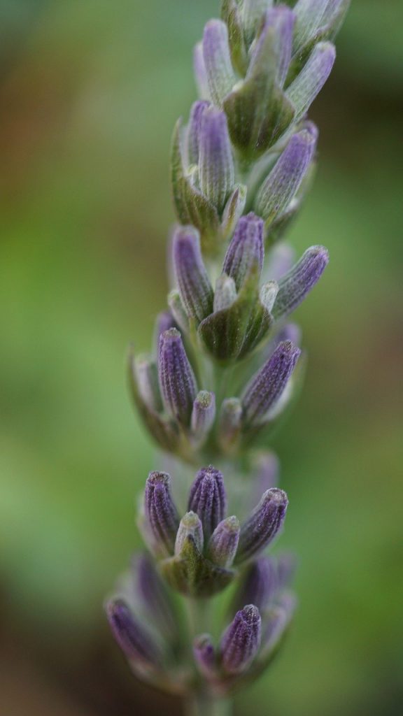 lavender, purple, herbs